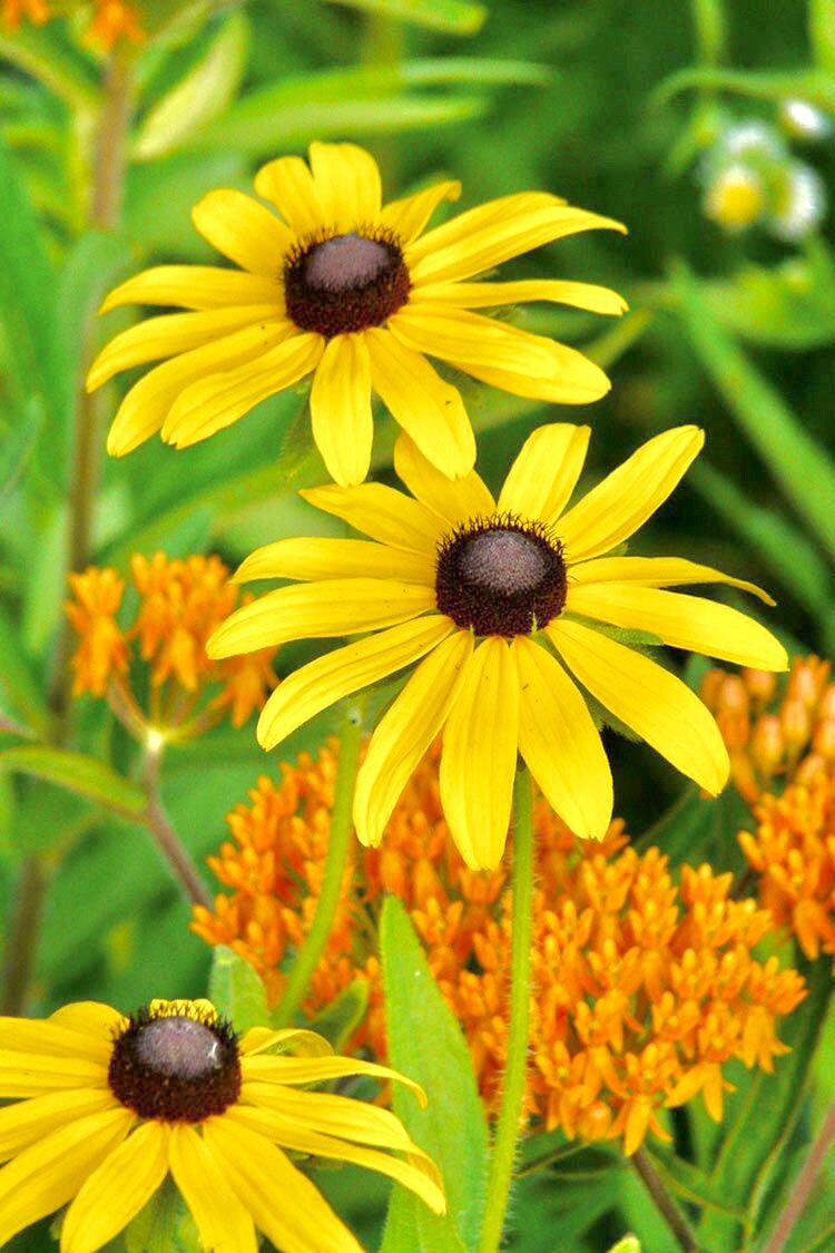 500 + Rudbeckia Seeds- Black Eye Susan . Perennials. Beautiful! Flowers !