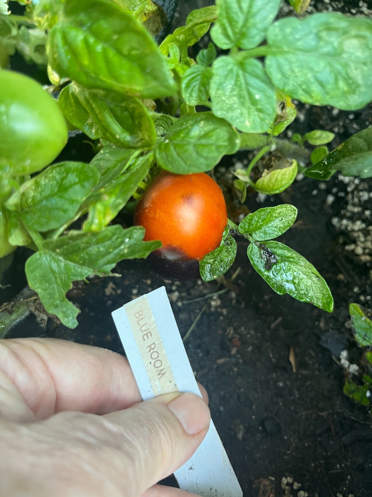 Heirloom Dwarf Tomatoes Blue Room-hydroponic, container, patio -Great Flavor