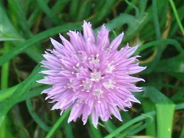 40 COMMON CHIVE SEEDS – Allium schoenoprasum