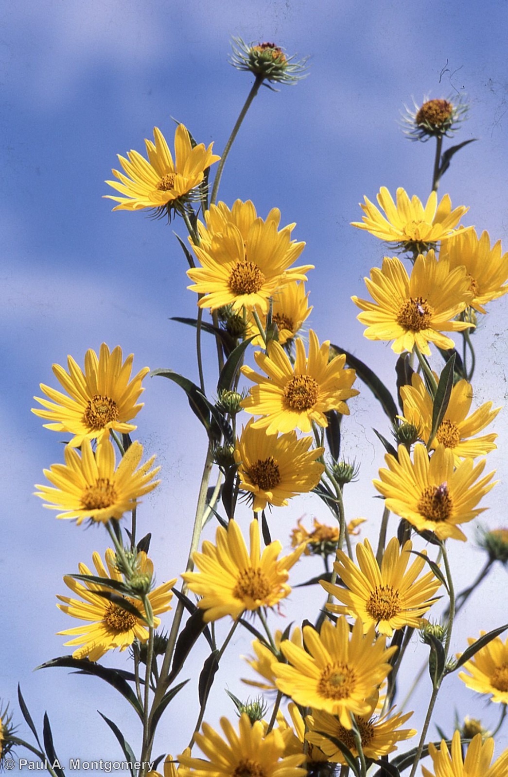 Maximilian Sunflower Seeds, Michaelmas Daisy, Narrow-Leaf Sunflower, FREE SHIP