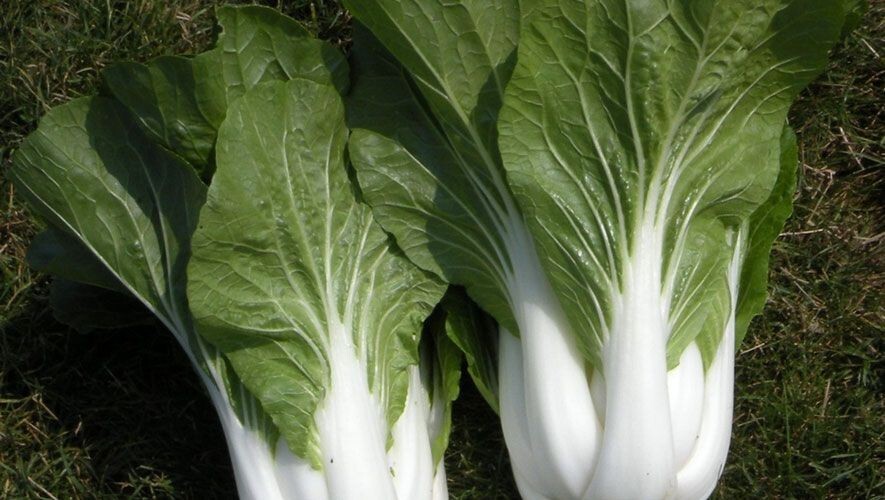 200+ Chinese Cabbage -Pak Choi White Stem (Bok choy) — Heirloom — NON GMO