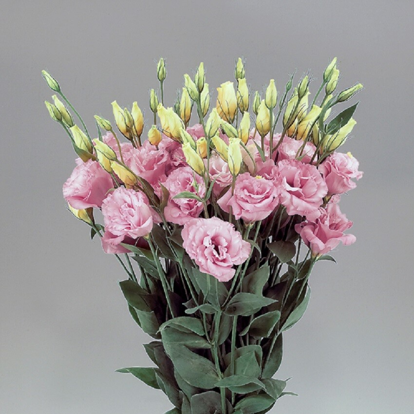 MPB#4 Lisianthus Seeds Super Magic Rose 50 Pelleted Seeds Flower Seeds