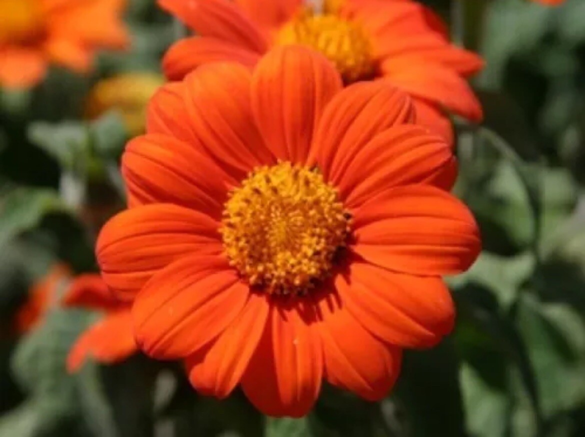 25 Mexican Torch Sunflower Orange Bloom Fresh SEEDS TX USA Tithonia rotundifolia