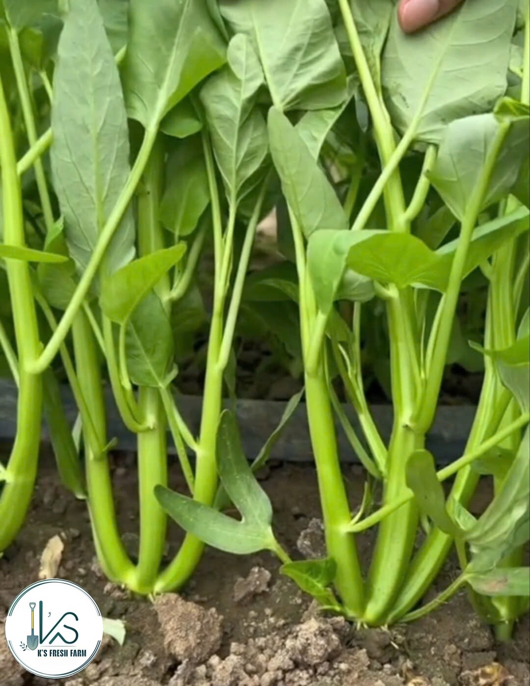 200+ pcs TRIPLE-STEM WATER SPINACH SEEDS, Ong Choy, Kangkong, RAU MUỐNG BA CHẠC