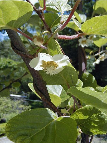 Actinidia deliciosa | Chinese Gooseberry | Kiwi Fruit | 10 Seeds