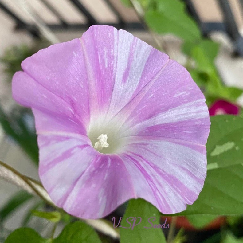 Pink Blizzard – Japanese Morning Glory – ipomoea NIL – 6 seeds – NEW
