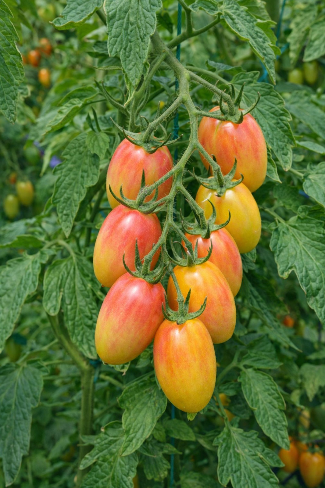 20 All Natural Organic Heirloom Blush Tomato Seeds!