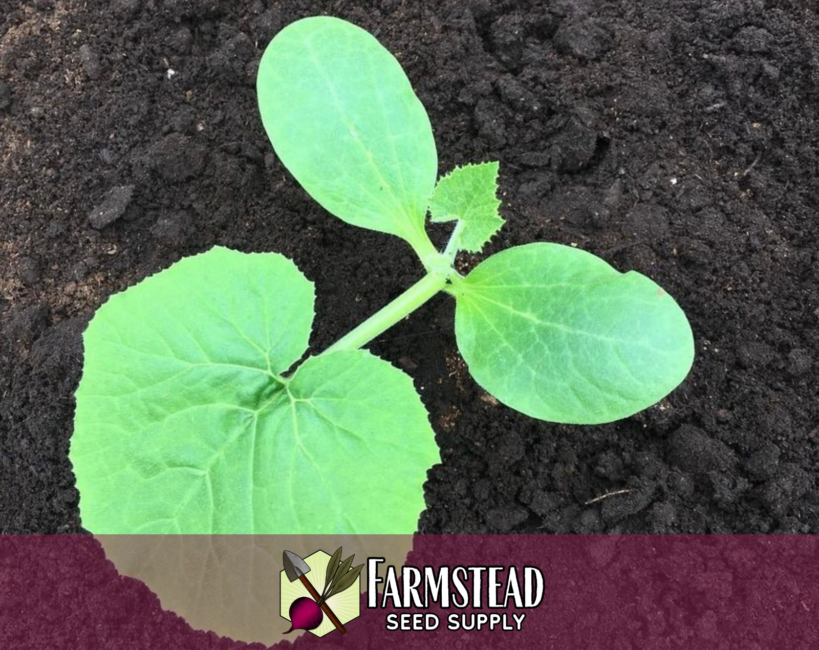 45+ Zucchini Squash Seeds [Black Beauty] Heirloom Vegetable Garden Seed, USA