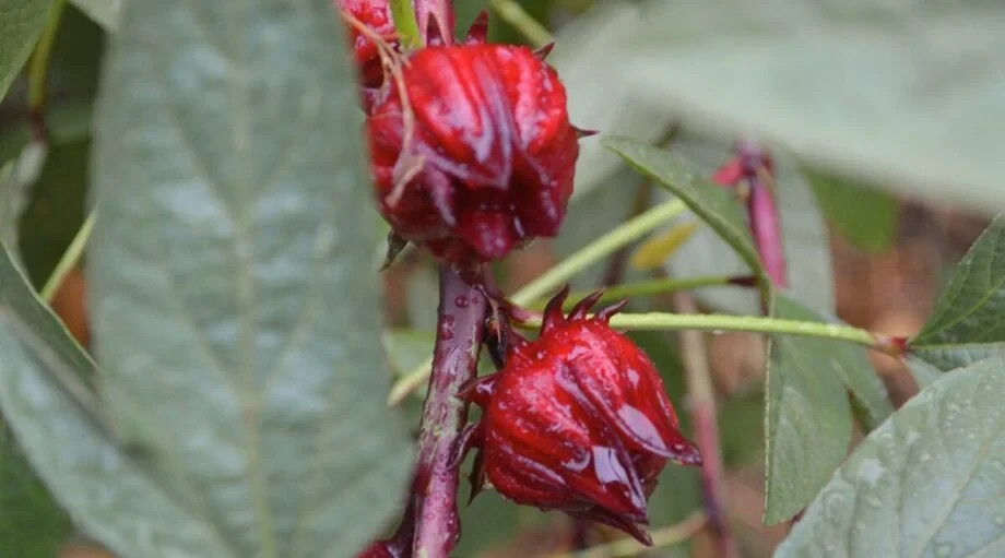 50+ Roselle Hibiscus Seeds – Tart Edible Calyxes & Stunning Red Blooms