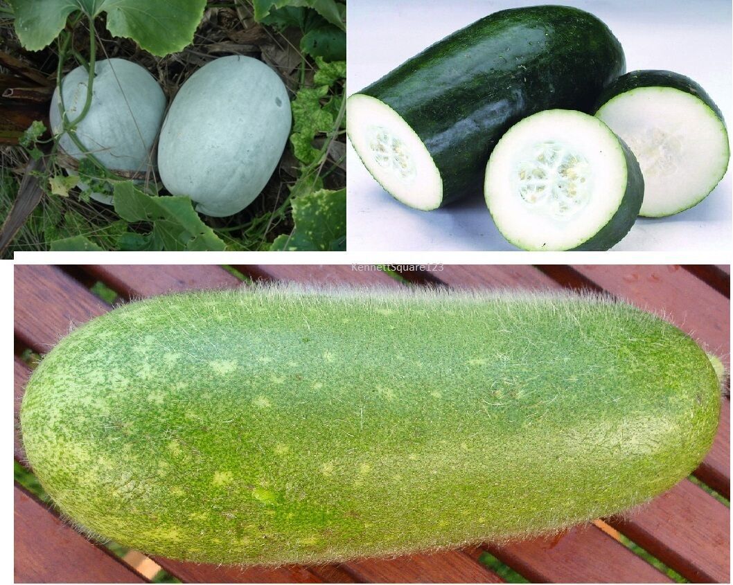 Winter Melon Seeds Hairy/White/Green Skin | Fuzzy Wax Gourd | Dong Gua 冬瓜