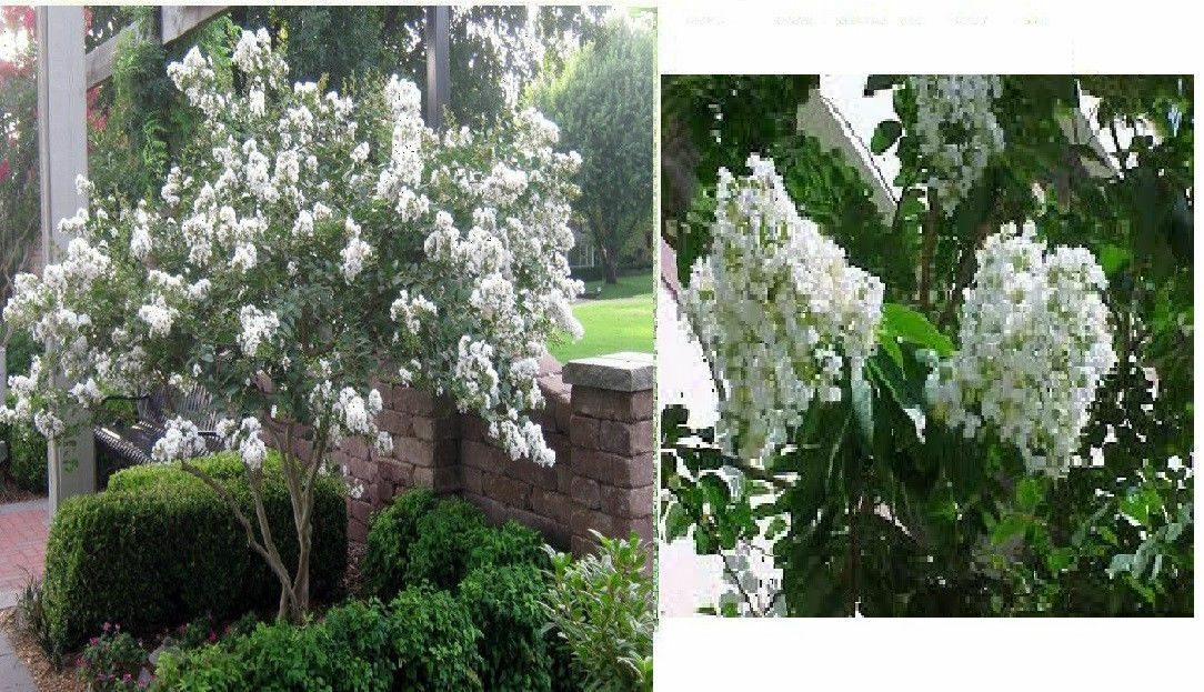 LOTS OF VARIETY OF 8 DIFFERENT KINDS OF FLOWER SEEDS GREAT DEAL! #25 USA Seller