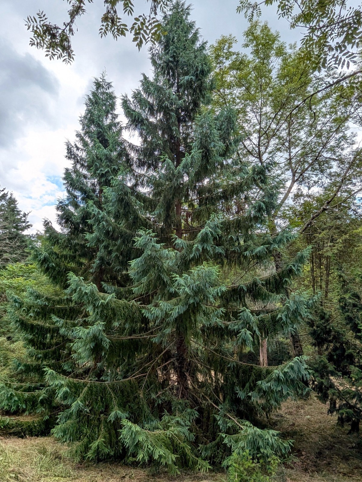 Taiwan Cedar Coffin Tree Seeds (Taiwania cryptomerioides) Rare Evergreen Conifer