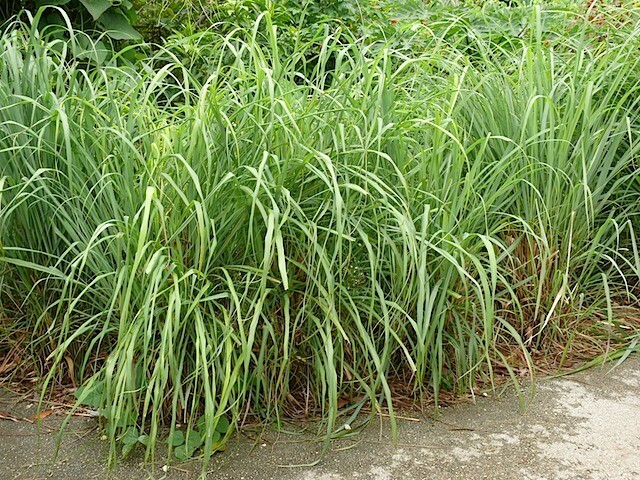100+ Lemongrass Seeds, Heirloom & NON-GMO, Always Fresh Seeds for Your Garden