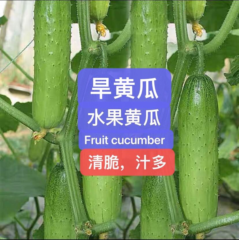 2Varieties Chinese Cucumber Seeds pack28seeds each. 天津刺黄瓜，水果黄瓜（旱黄瓜）种籽.每种28粒，共56粒