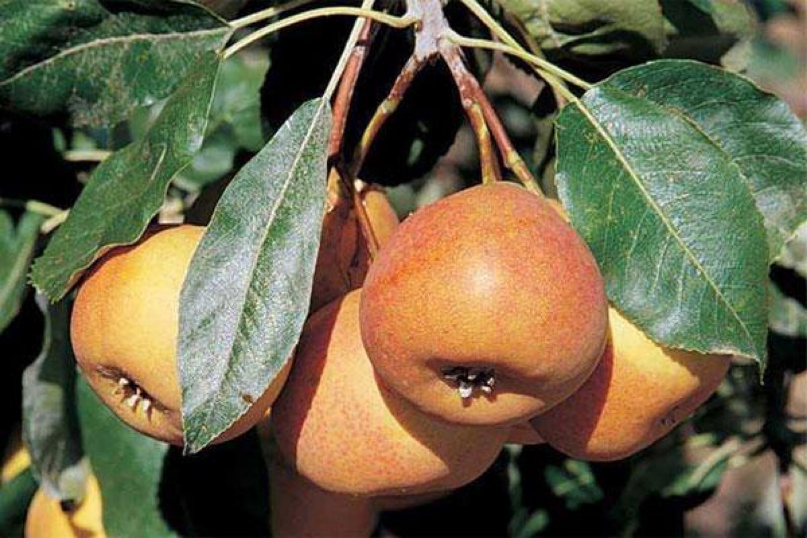 Sorbopyrus, ‘Shipova’ ancient pear hybrid 18-24” tall grafted dwarf plant