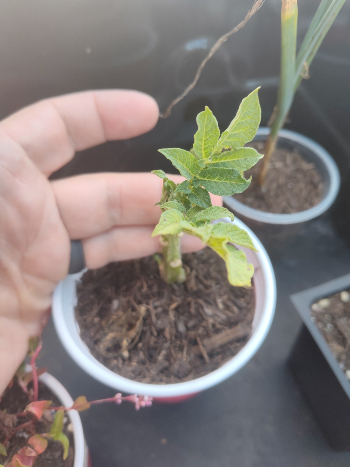 Live Rooted New Potato Plant Starter – Free Shipping!