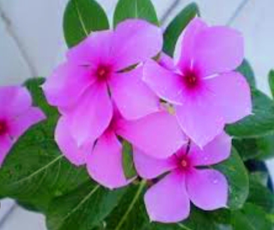 1200 Periwinkle Seeds Madagascar Mix Perennial Flowers – Catharanthus roseus