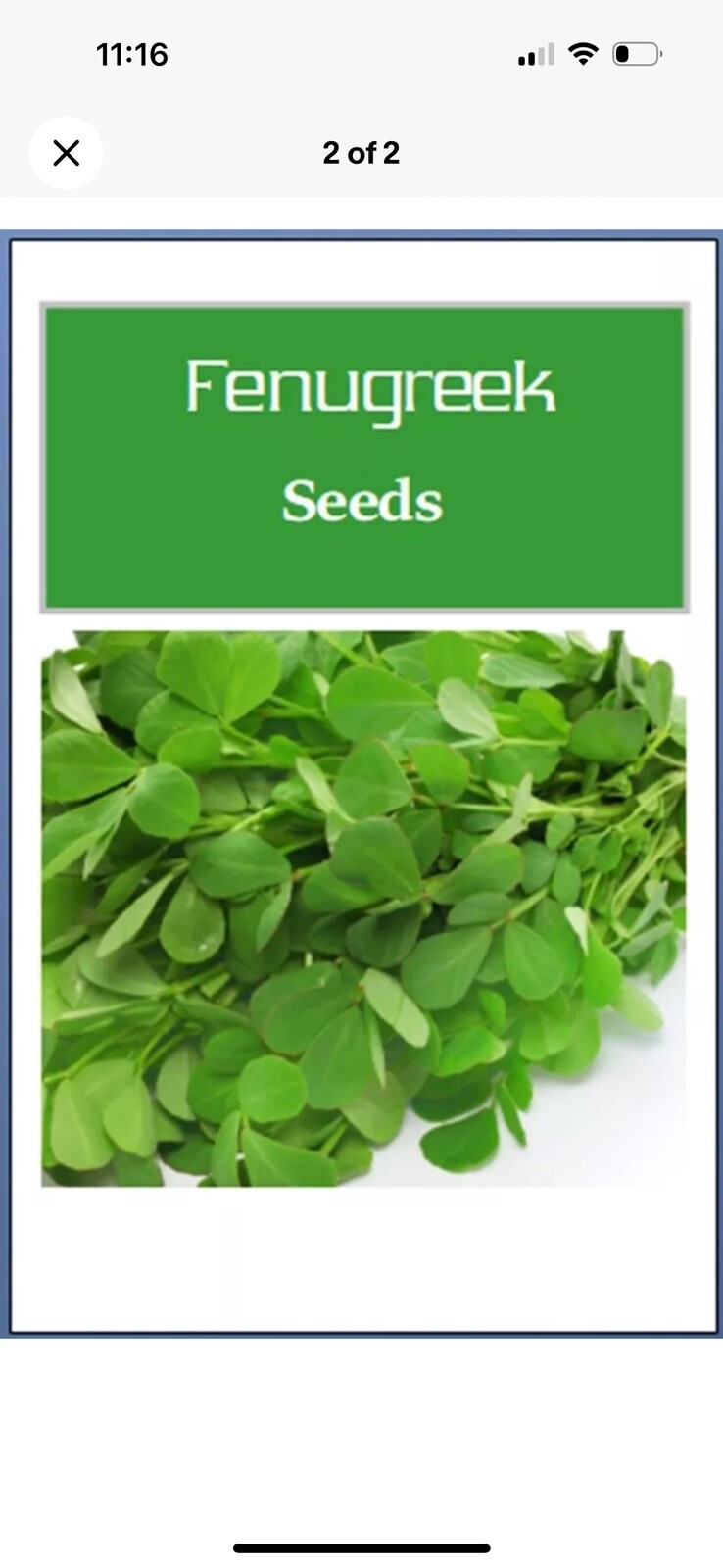 FENUGREEK SEEDS 1000+ for growing HERB garden INDIA SPICE FREE SHIPPING