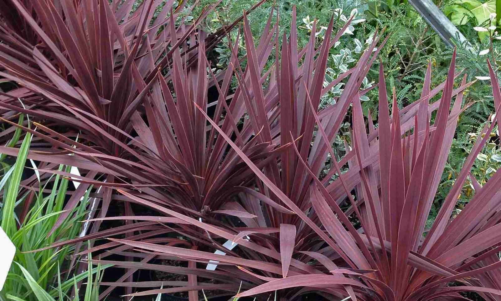 Purple Cabbage Tree, Cordyline Australis Atropurpurea 10 Seeds Free Shipping!