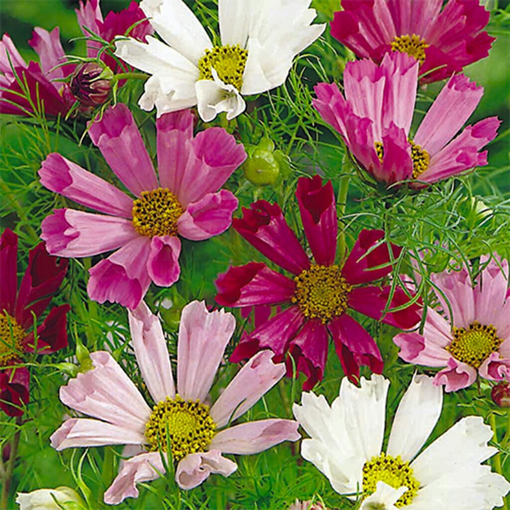 Cosmos Flower Seeds, Sea Shell Cosmos, Seeds to plant in your home garden.