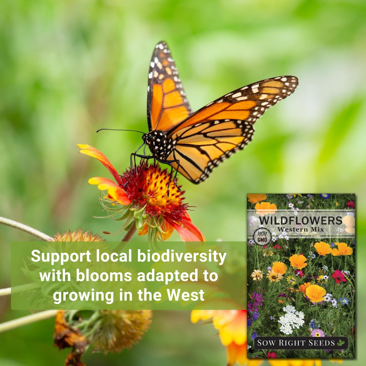 Sow Right Seeds – Wildflowers Mix for Planting in West – Non-GMO mix