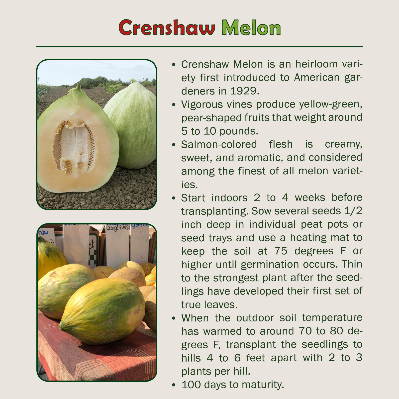 25 Crenshaw Melon Seeds, Heirloom, Non-GMO, Genuine USA