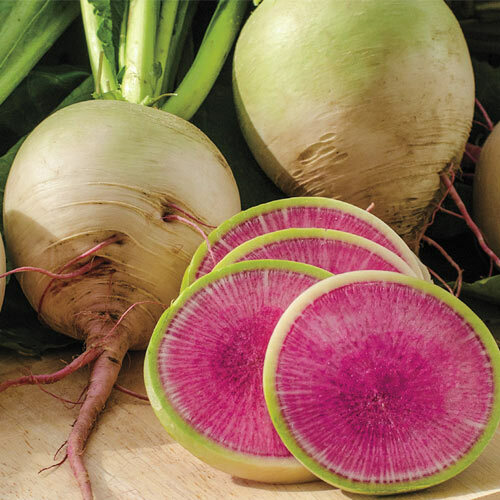 Watermelon Radish Seeds | 100 Seeds | Non-GMO | Free Shipping | Seed Store 1084