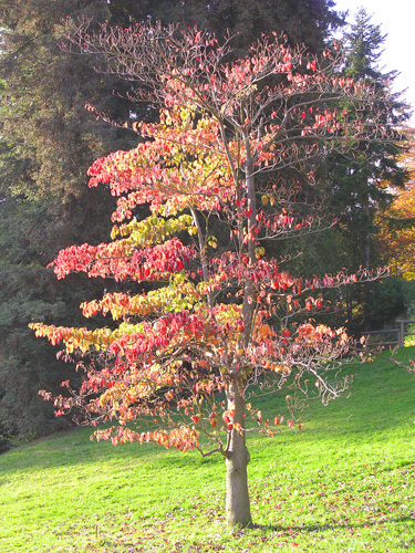 Giant Dogwood, Cornus controversa, Tree Seeds