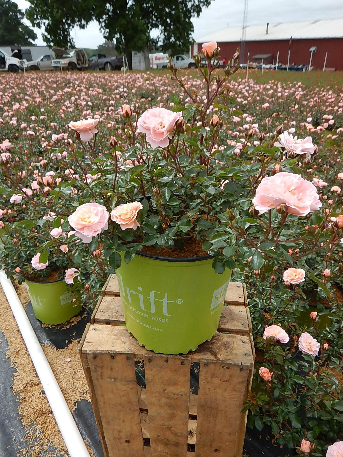Apricot Drift Roses – Double Flowering, #2 Container Size, Perfect for Gardens