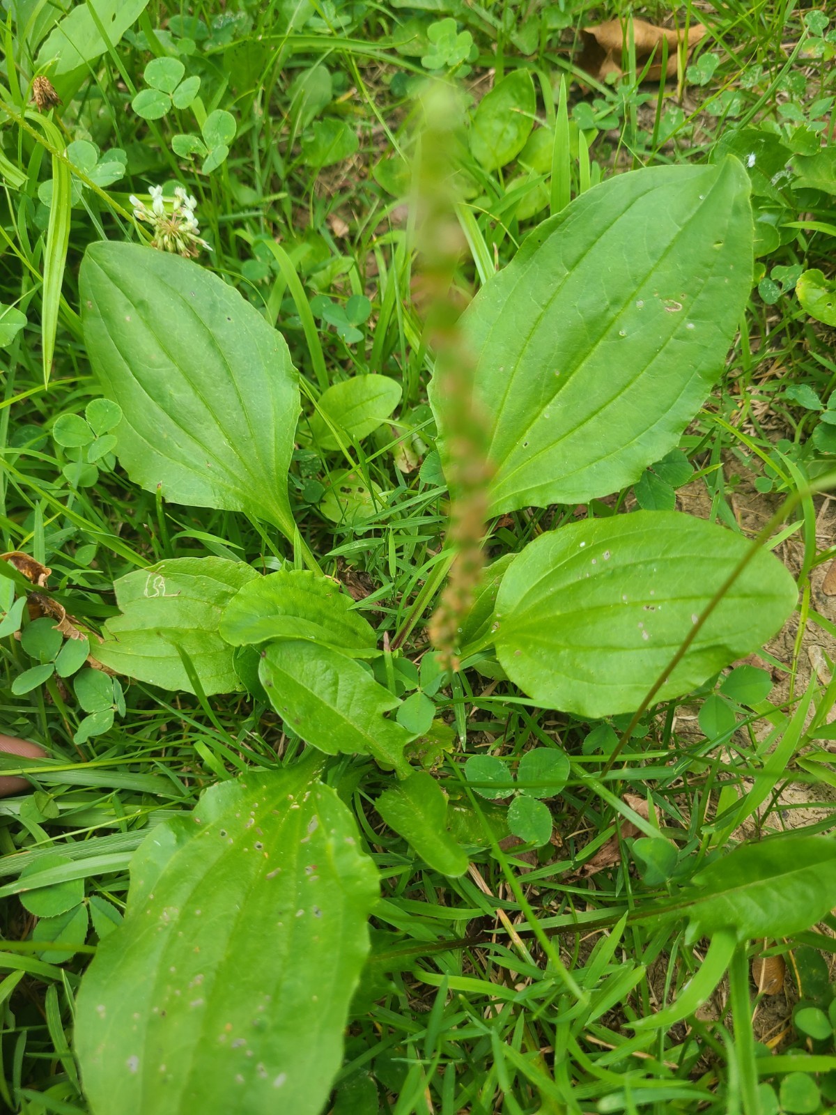 10 Rooted 5″ Plantago Plantain Broadleaf