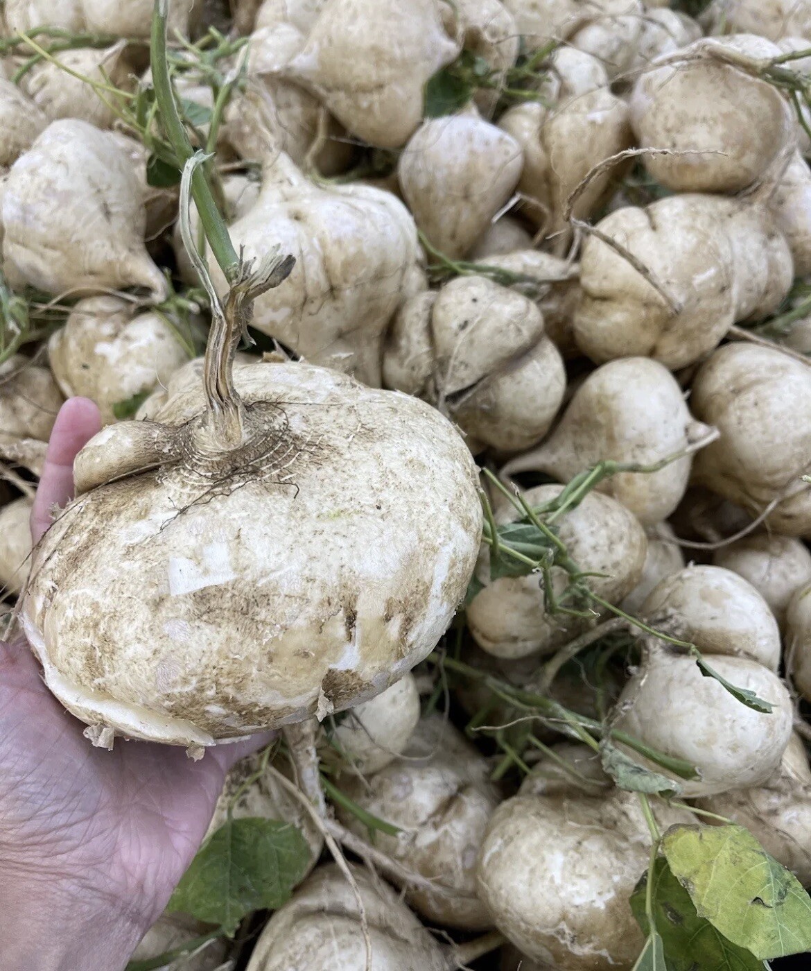 200+ SEEDS- Jicama/Singkamas SEEDS for Planting- NON GMO