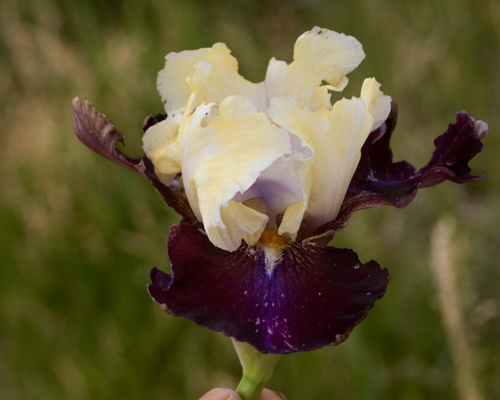 **RUBIO* Tall Bearded Iris. Pre-Order, Fresh Dig, Combined Ship: Jul – Sep