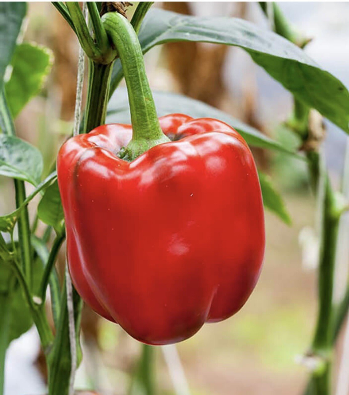 50 Big Organic Red Sweet Bell Pepper, NON-GMO, Heirloom, Fresh 2024