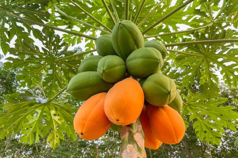 40 Dwarf Solo Waimanalo Papaya Seeds – Carica Papaya – Fast Fruiting Houseplant