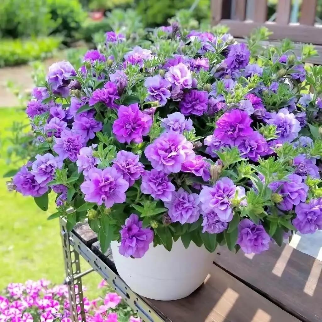 Petunia Seeds Mix 1000pcs- Vibrant Multi-Color Blooms for Pots, Hanging Baske…