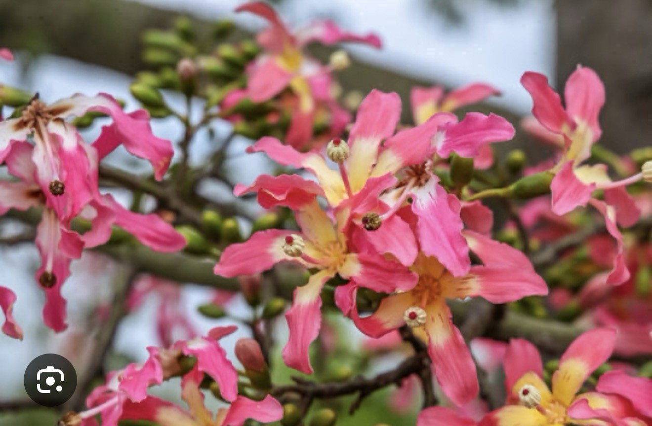 Pink Silk Floss Tree-Ceiba specios-Rare Tree! Beautiful Orchid Like Blooms!