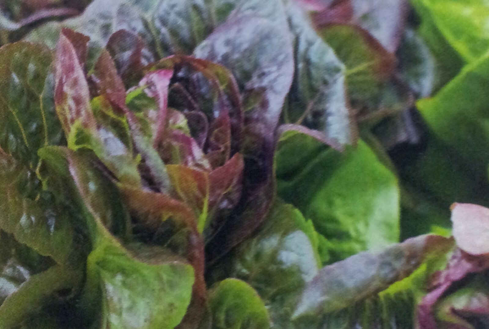 601+ROUGE DE HIVER Lettuce Seed Organic French Greens Vegetable Garden Container