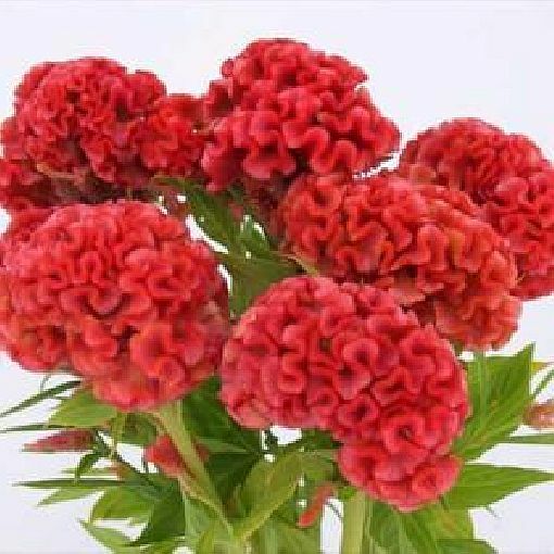 100 Seeds Orange Cockscomb Seeds G78.5 , Heirloom Non-Gmo Annual Unusual Blooms