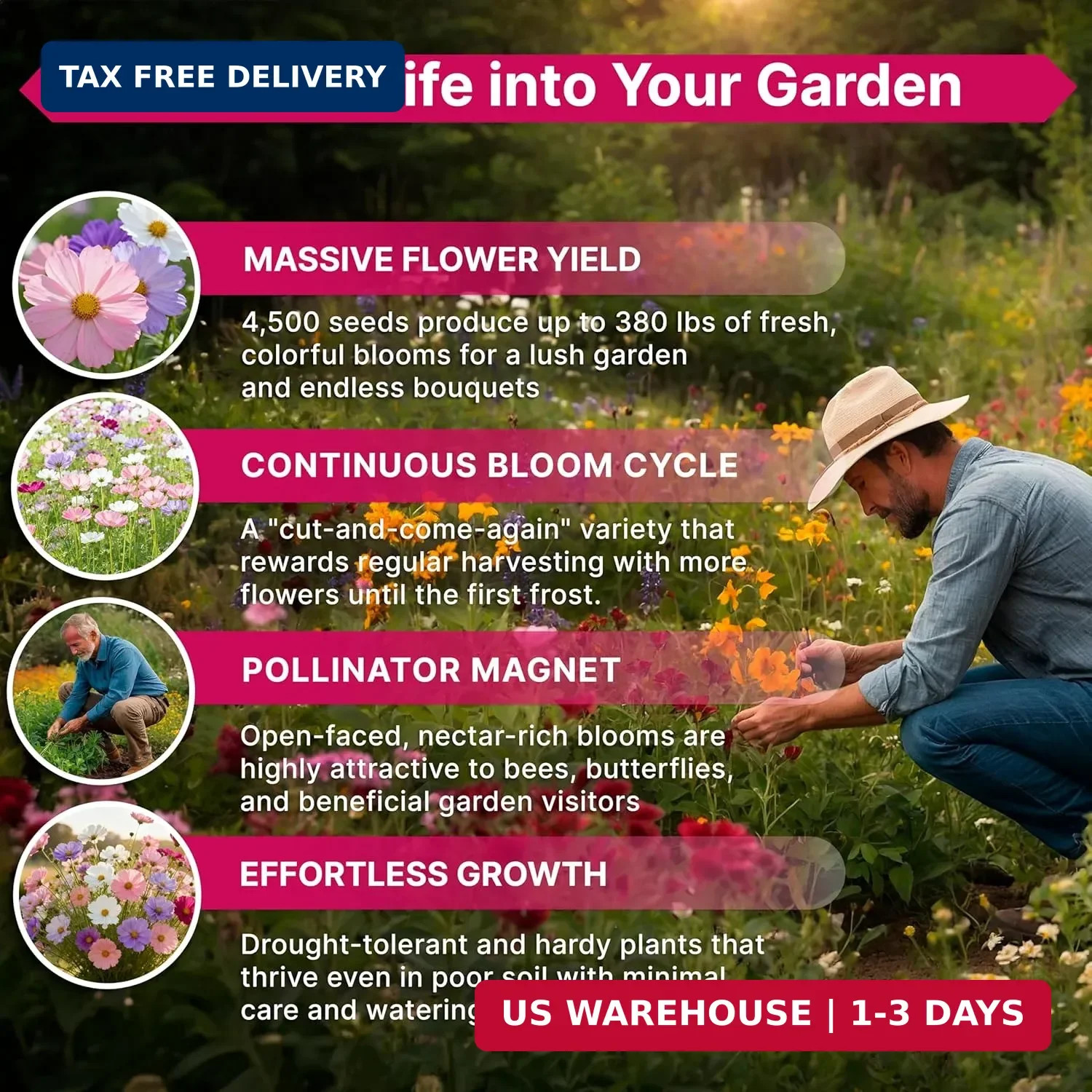 Cosmos Flower Seeds Pack 1 oz – 4,500 Non-GMO Heirloom Annual Seeds for Planting