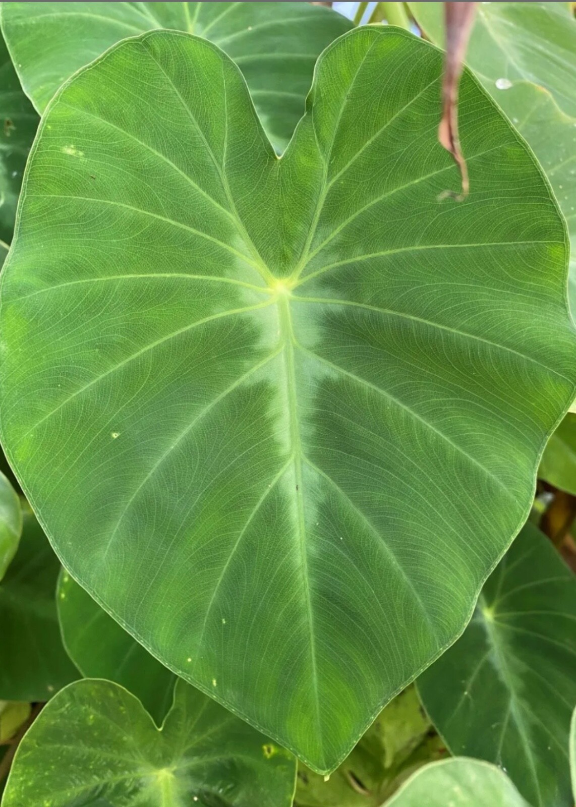 AUTHENTIC Colocasia Fallax Silver Dollar 1 bulbs