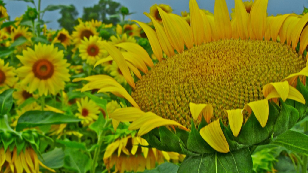 sunflower, GIANT MAMMOTH yellow flower, large head, 15 seeds! GroCo#