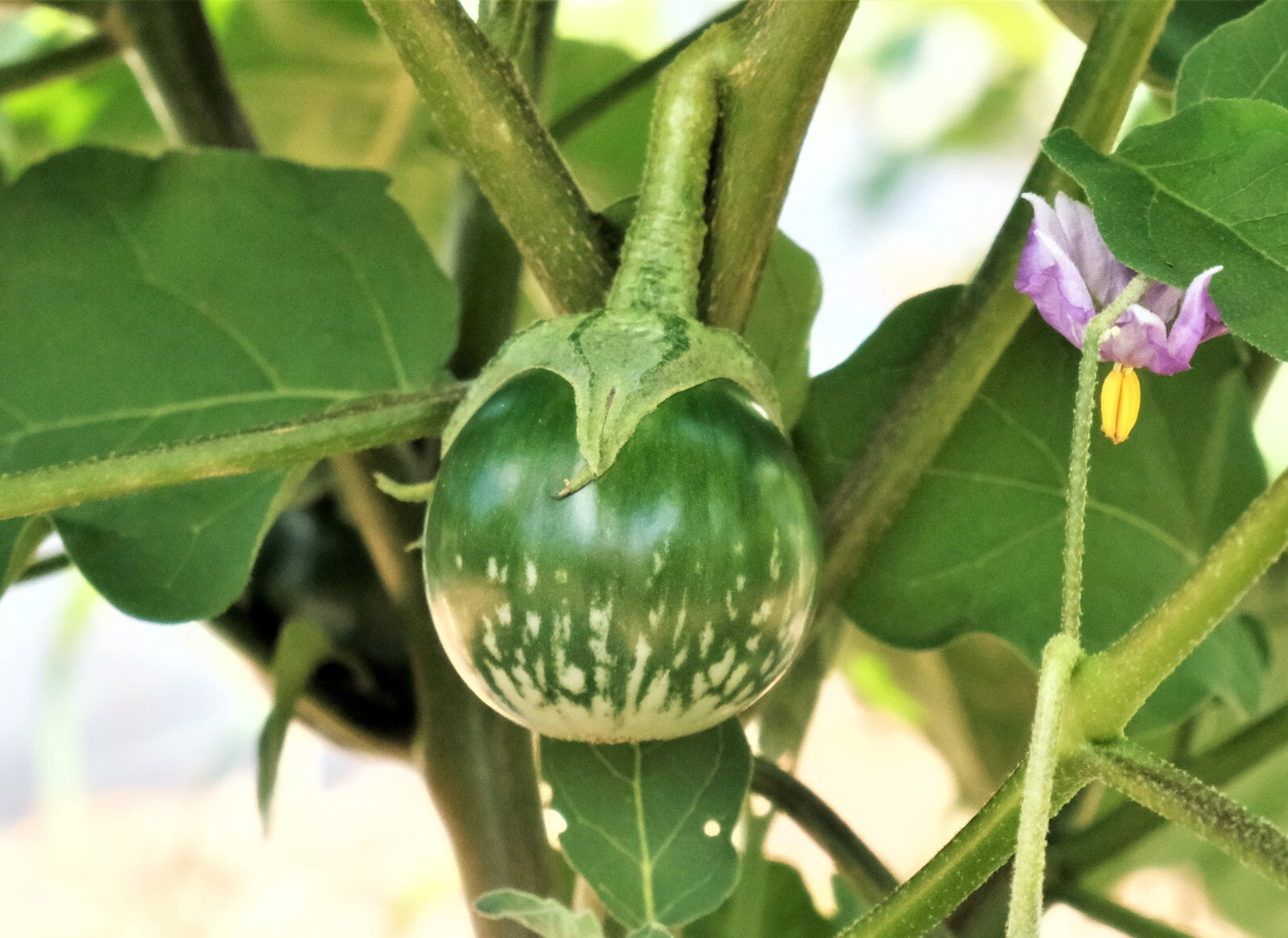 Petch Siam Thai Eggplant Seeds | Green Brinjal Aubergine Baby Asian Seeds 2024