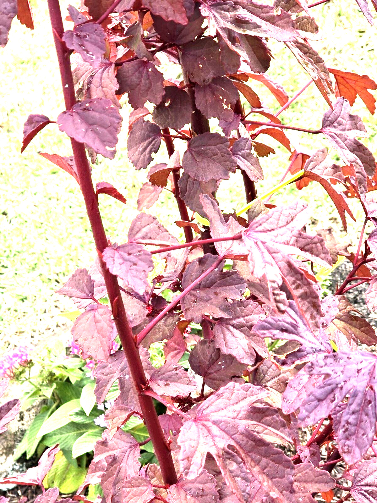 2 Cranberry Maple Leaf Hibiscus PLANTS 红枫叶芙蓉 Bare root dormant EZ Grow Hawaiian