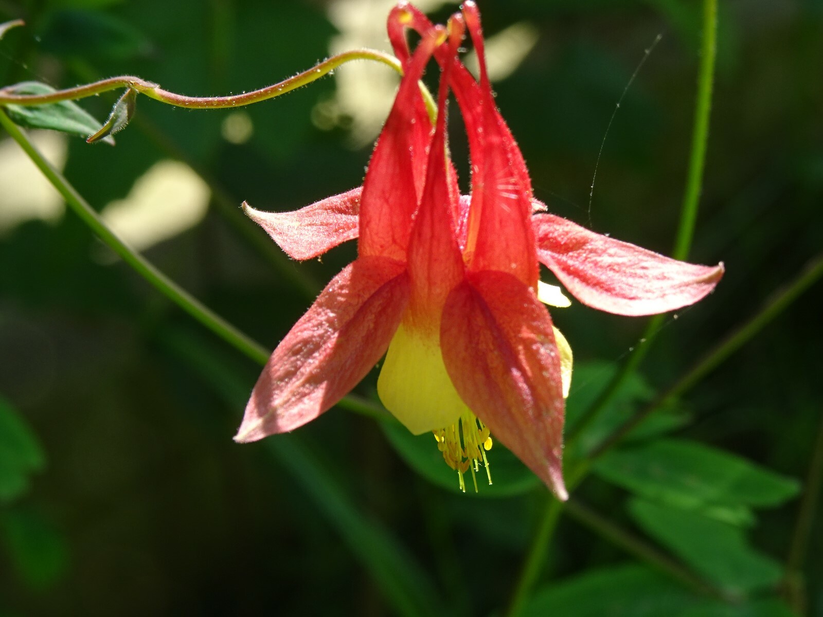 Eastern Red Columbine Aquilegia canadensis Native Perennial 50 seeds Hummingbird