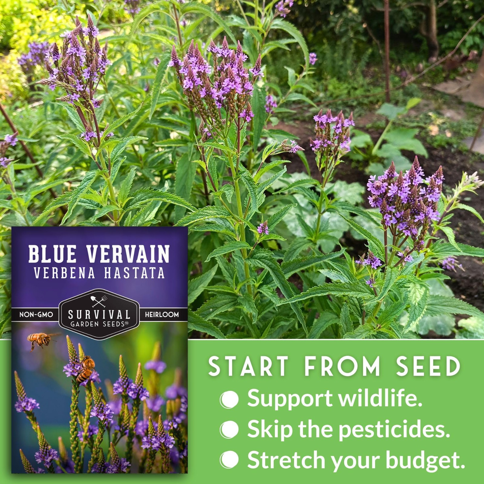 Blue Vervain Seeds for Planting (Verbena Hastata) | North Native Wetland Wild…
