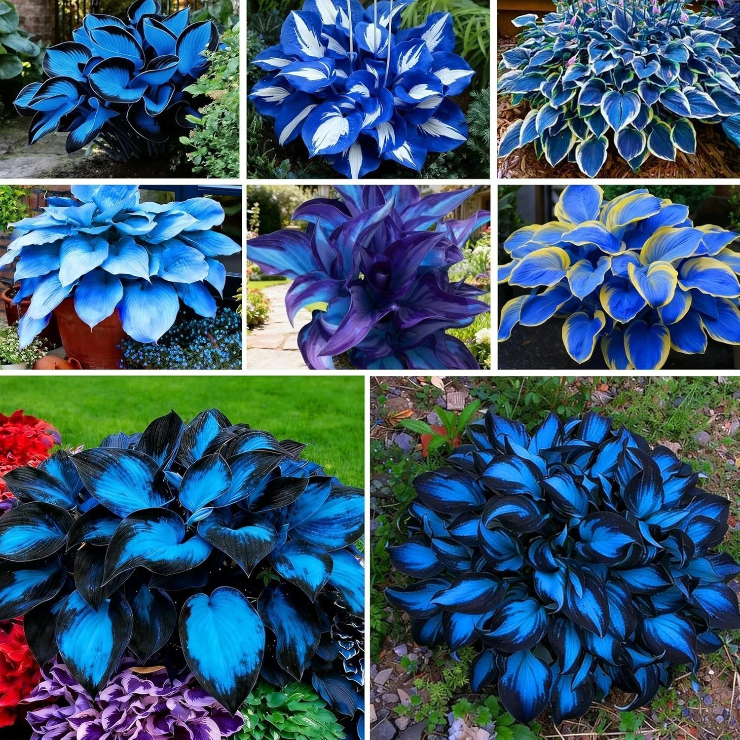 220+ Hosta Seeds Blue Perennial for Planting,Hosta Seeds Blue and Black….