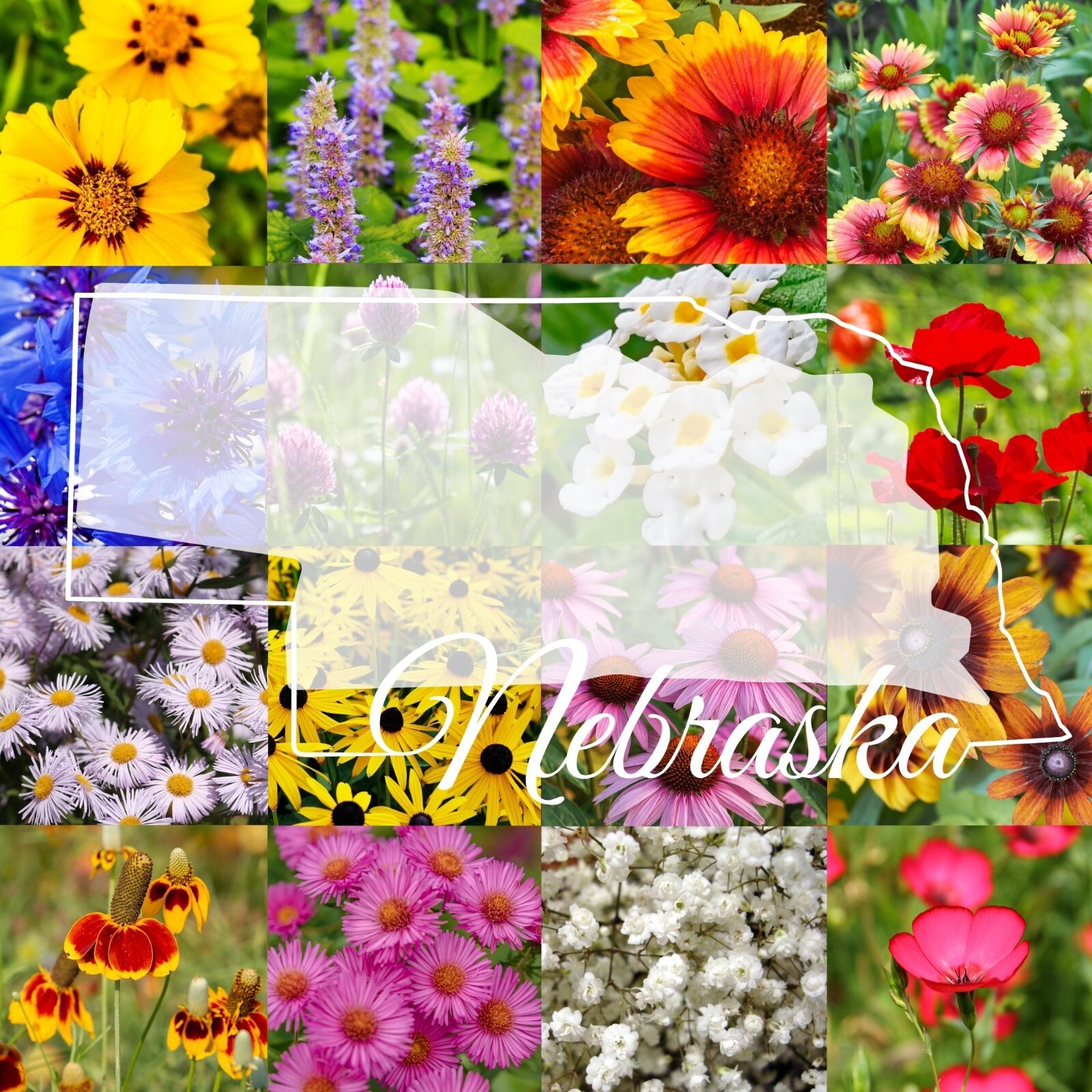 1 Pound Eastern Nebraska Bulk Wildflower Seed Mix 1lb Covers 2,000sq-ft