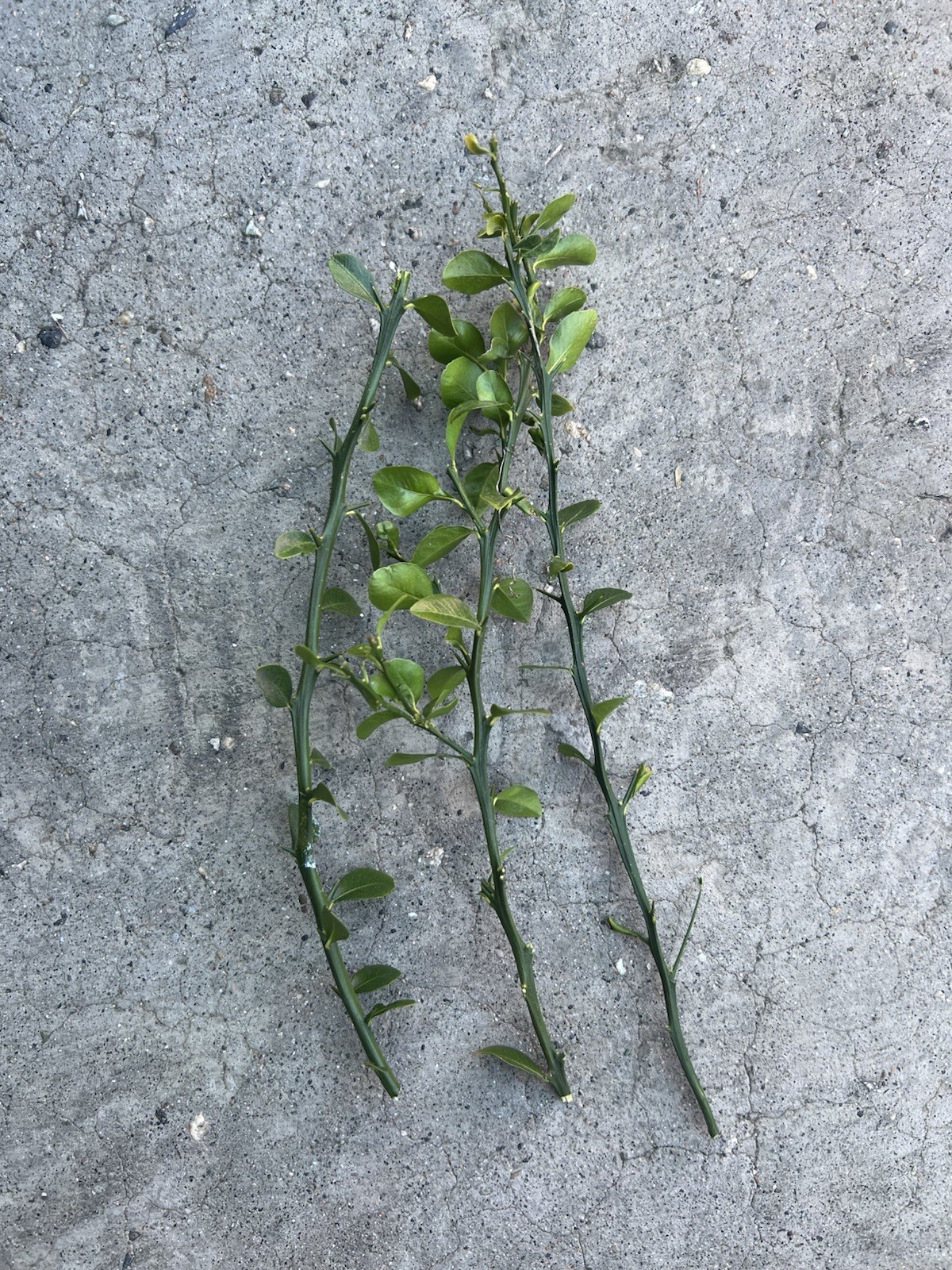 Australian Finger Lime 3 Cuttings No Root Ready To Plant