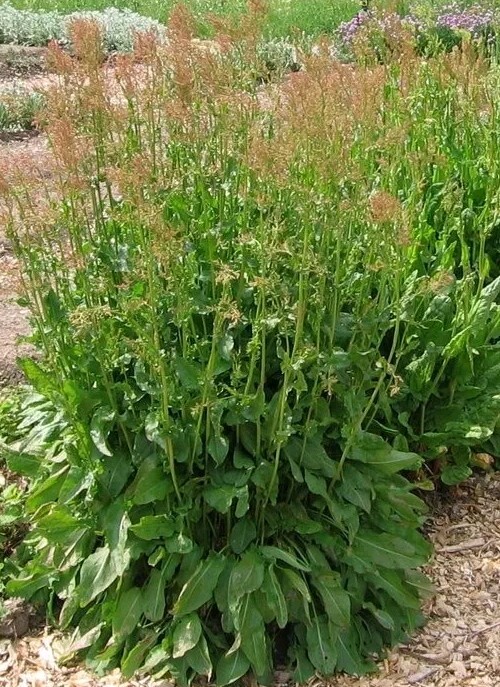 Sorrel, Garden (Rumex acetosa) Seeds