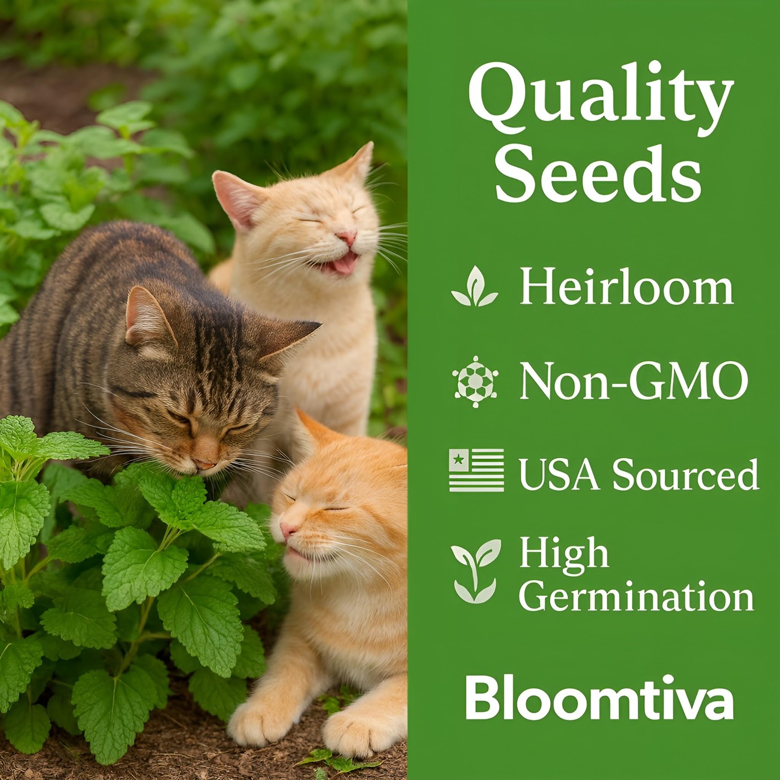 Catnip Seeds for Planting Indoors & Outdoors – High Germination Rate, Bulk Pack
